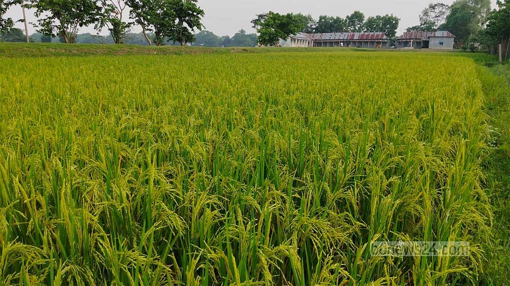 ‘দাওয়ামারির’ অপেক্ষায় হাওর