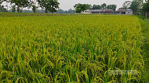 ‘দাওয়ামারির’ অপেক্ষায় হাওর