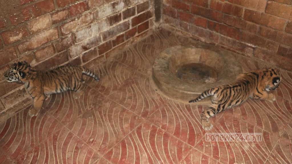 চট্টগ্রাম চিড়িয়াখানায় ‘রাজ-পরীর ঘরে’ নতুন অতিথি
