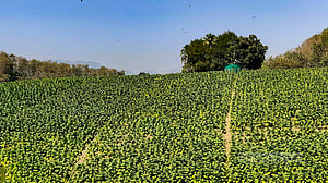 সাঙ্গু তীরে তামাক চাষ