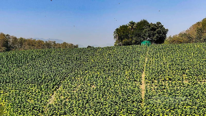 বান্দরবানের থানচি উপজেলার বলিপাড়া ইউনিয়নের সাঙ্গু নদীর তীরে একটি তামাকের ক্ষেত।