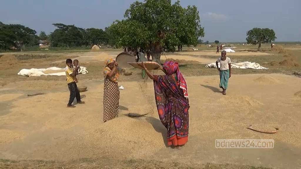 সারাদেশে বৃষ্টির আকুতি, হাওর কেন রোদ চায়