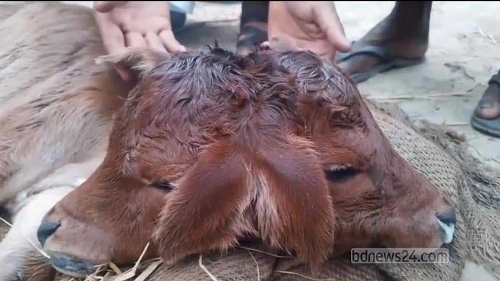 সিরাজগঞ্জে বাছুরটি জন্মেছে দুই মাথা, চার চোখ নিয়ে