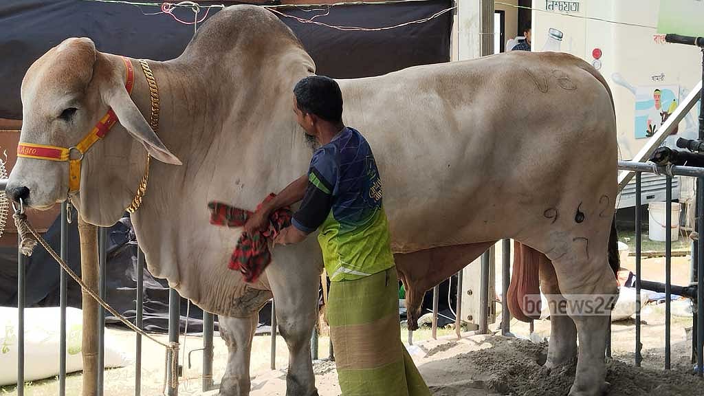 গরুর দাম কোটি টাকা, কারণ ‘বংশমর্যাদা’