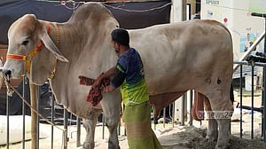 গরুর দাম কোটি টাকা, কারণ ‘বংশমর্যাদা’