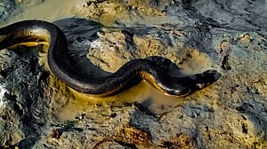 হাতিয়ায় দেখা মিলল বিষধর ‘ইয়েলো-বেলাইড সি’ সাপ