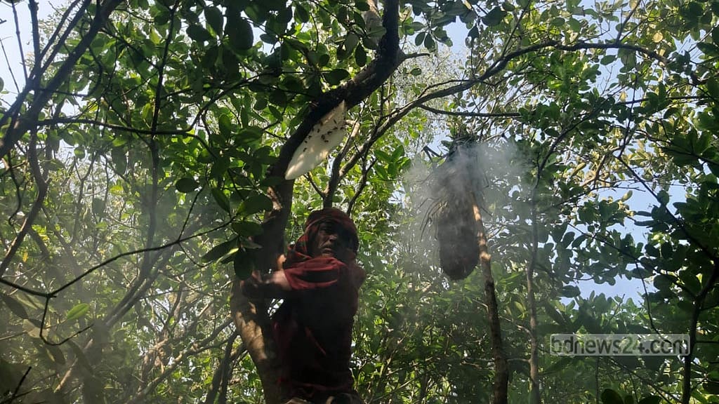 সুন্দরবনে মধু আহরণ শুরু, লক্ষ্য ৯৫০ কুইন্টাল