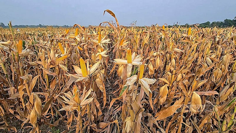 ফরিদপুরে পদ্মার চরাঞ্চলে ভুট্টার ফলন ভালো হওয়ায় খুশি কৃষক। চাষের খরচের তুলনায় এবার লাভ বেশি পাওয়ার কথা বলছেন তারা