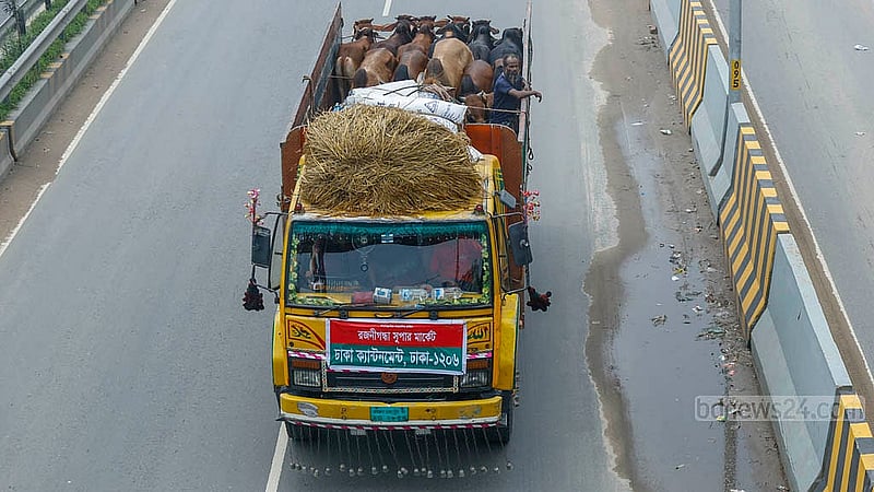 সাভারের আমিনবাজার হয়ে গরু নিয়ে একটি ট্রাক ঢুকছে ঢাকায়। গরু বোঝাই এই ট্রাক যাবে ঢাকা ক্যান্টনমেন্ট এলাকার হাটে