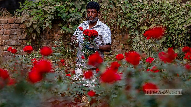 সাভারের বিরুলিয়া ইউনিয়নের গোলাপ গ্রামে নিজের বাগানে ফুল তোলার কাজ করছেন আক্কাস আলী। ২৫ বছর ধরে নিজেই ফুল চাষ করছেন তিনি
