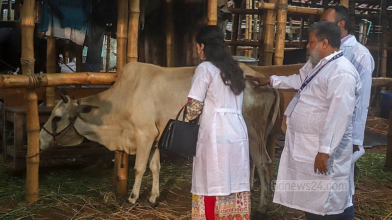 গাবতলী পশুর হাটে শুক্রবার গরুর স্বাস্থ্য পরীক্ষা করে দেখেন পশু চিকিৎসকেরা