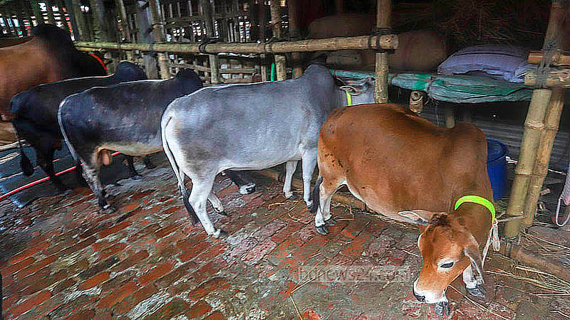 গাবতলী পশুর হাটে উঠেছে ভুট্টি গরু। সাইজ অনুযায়ী দাম হাঁকা হচ্ছে ১ লাখ ৫০ থেকে ২ লাখ ৫০ হাজার টাকা