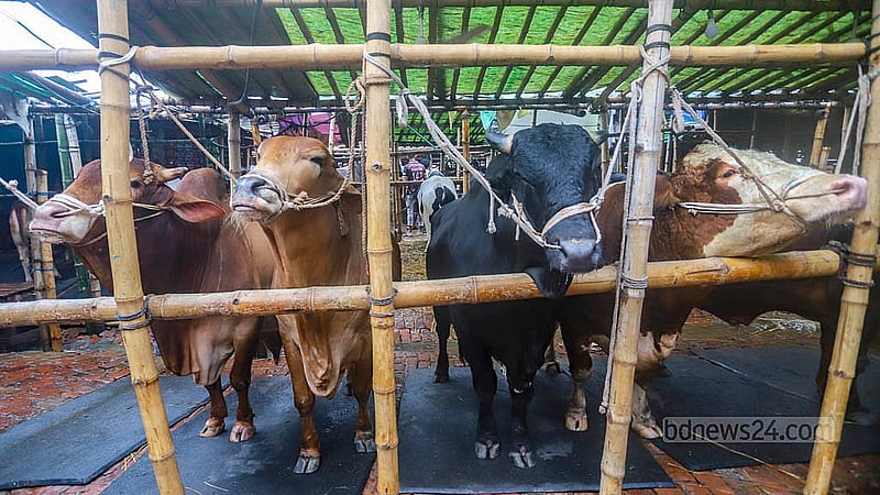 রাজধানীর গাবতলী পশুর হাটে ২০ হাজার থেকে ১০ লাখ টাকা পর্যন্ত গরুর দাম চাওয়া হচ্ছে