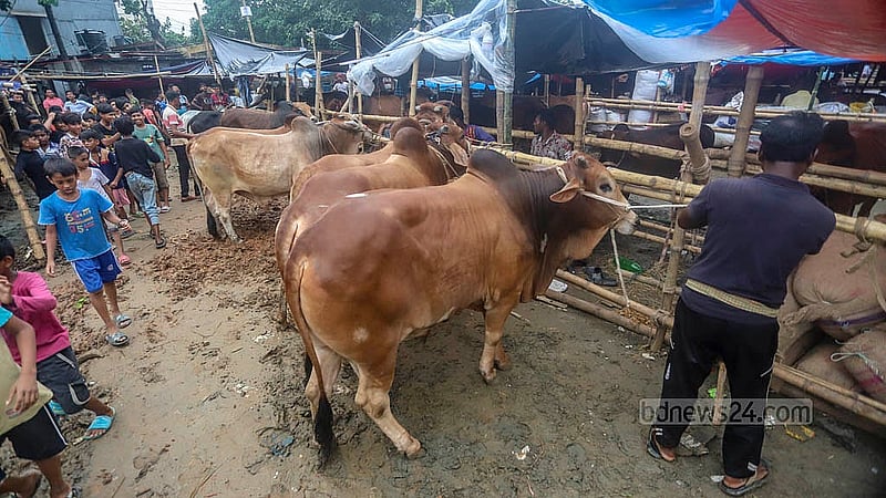 রাজধানীর তেজগাঁও কোরবানির পশুর হাটে শনিবার গরু দেখতে আসে শিশু-কিশোরও
