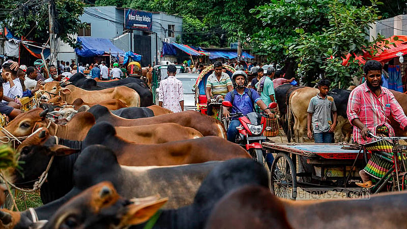 ঢাকার তেজগাঁও শিল্প এলাকার লাভ রোডে যানবাহন চলছে, সেই সড়কেই বেচাবিক্র চলছে কোরবানির পশু