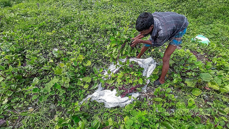 ময়লার ভাগাড়ে চাষ করা পুঁইশাক তুলে আঁটি করে বস্তায় রাখছেন একজন; এসব শাক বিক্রি হয় আশেপাশের বাজারে