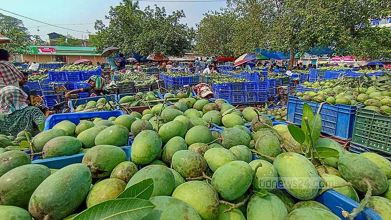 দেশের সবচেয়ে বড় পাইকারি আমের বাজার চাঁপাইনবাবগঞ্জের কানসাটে বিক্রির জন্য বিভিন্ন জাতের আম নিয়ে এসেছেন চাষীরা
