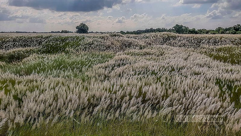 কেরানীগঞ্জের সারিঘাট এলাকার বিস্তীর্ণ খোলা প্রান্তরে কাশফুলের মোহনীয় রূপ।