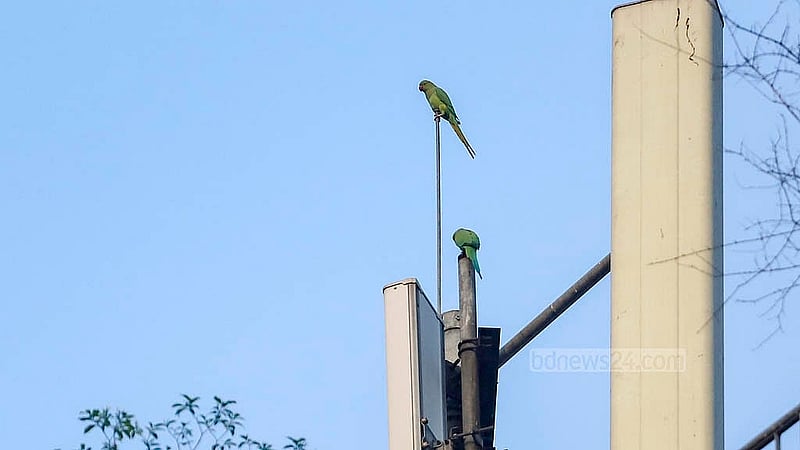 ঢাকার গুলশান-১ এর একটি বাসার বেলকনি ঘিরে টিয়াপাখিদের কোলাহল