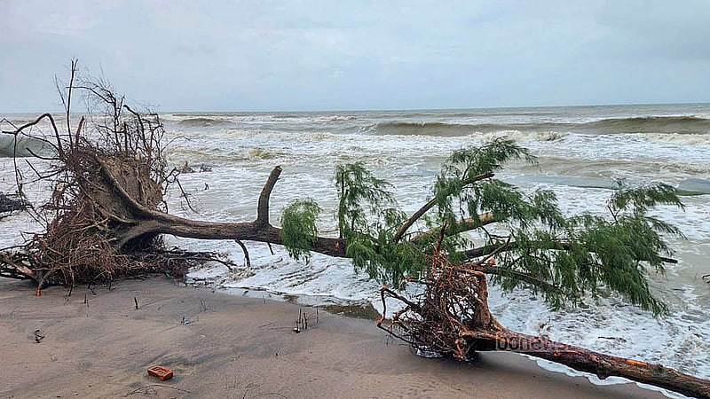 অমাবস্যা ও নিম্নচাপের প্রভাবে সাগরের পানির উচ্চতা বৃদ্ধি ও ঢেউয়ের কারণে বালিয়াড়ি ভেঙে অনেক ঝাউবাগান বিলীন হয়ে গেছে