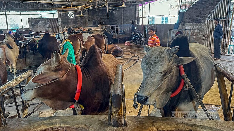বছিলা এলাকার খামারগুলোতে কোরবানির পশু বিক্রি হচ্ছে ওজন হিসাবে আর নির্ধারিত মূল্যেও