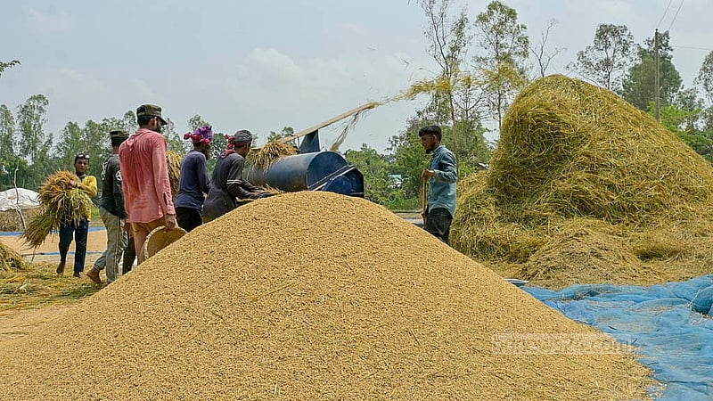 কিশোরগঞ্জের হূমাইপুর ও বাজিতপুরে জলসাই হাওরের পাশে উঁচু স্থানে ধান শুকানো ও মাড়াইয়ের কাজ চলছে