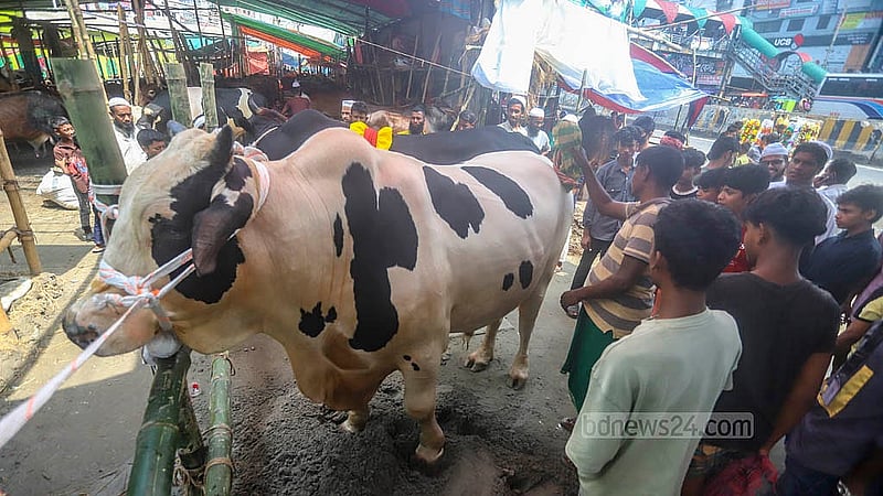 যাত্রাবাড়ীর শনিরআখড়ায় অস্থায়ী হাটে ফ্রিজিয়ান জাতের বড় দুটি গরু দেখতে ভিড় জমিয়েছে মানুষ। ফরিদপুর ও নড়াইল থেকে আনা গরুর দুটি প্রত্যেকটির ওজন এক টনের ওপরে। জোড়ায় দাম চাওয়া হচ্ছে ৩০ লাখ টাকা