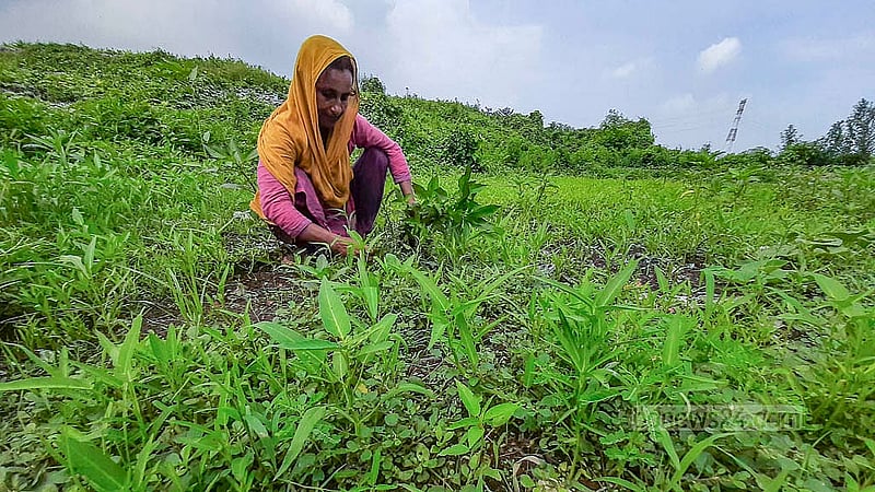ময়লার ভাগাড়ে আবর্জনার স্তুপের ওপর চাষ করা কলমি শাক পরিচর্যা করছেন এক নারী