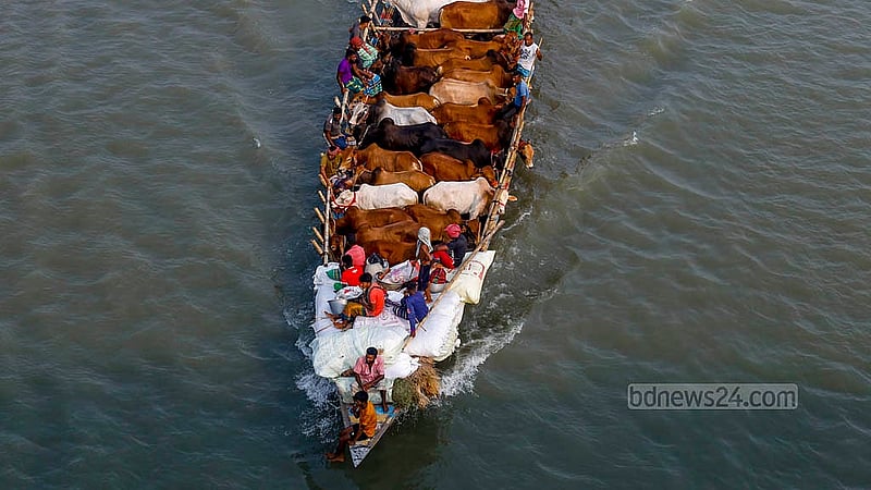ট্রলারে দুই সারি করে রাখা গরু নিয়ে যাওয়া হচ্ছে কোরবানির পশুর হাটে। ঢাকার আশপাশের জেলা থেকে ট্রলারে করে আনা হয় গরু