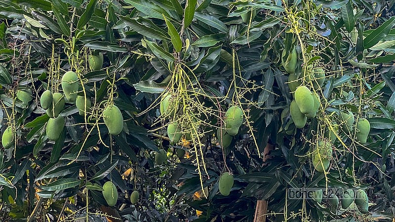 আমেরিকার আম হিসেবে পরিচিত ব্যালেন্সিয়া প্রাইডও আছে মংশিতু চৌধুরীর বাগানে। এ বছরই প্রথম ফলন এসেছে এ প্রজাতির গাছে