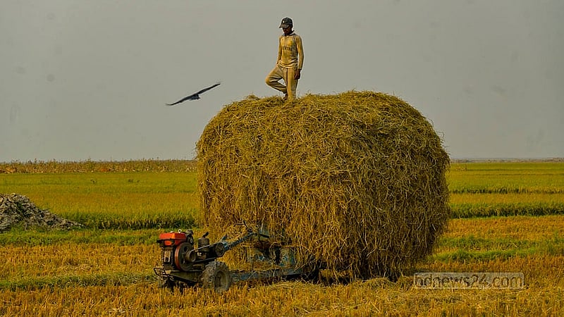 কিশোরগঞ্জের অষ্টগ্রামের হাওরে ধান কেটে ট্রাক্টরে তুলছেন চাষি