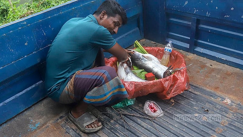রাজধানীর মেরাদিয়া হাটে বুধবার সকাল থেকে অপেক্ষা করেও দুটি বোয়াল মাছ বিক্রি করতে পারেননি এই ব্যক্তি। পরে মাছ তরতাজা দেখাতে বেছে নেন অসাধু পন্থা। দুপুরের দিকে একটি ট্রাকে বসে মাছের কানকোতে রঙ দিচ্ছিলেন তিনি