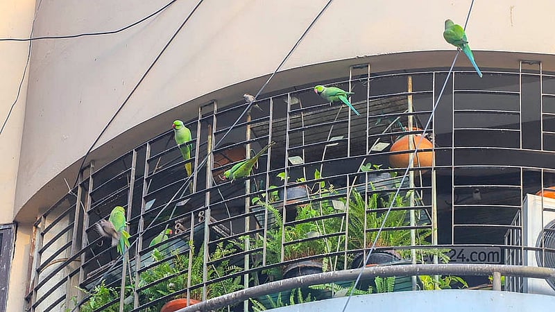 ঢাকার গুলশান-১ এর একটি বহুতল ভবনের বারান্দায় সকাল-বিকাল উড়ে আসে বিভিন্ন পাখি। গাছপালা ঘেরা পরিবেশে পাখিদের খাবার ও থাকার ব্যবস্থা করা হয়েছে বারান্দাটিতে