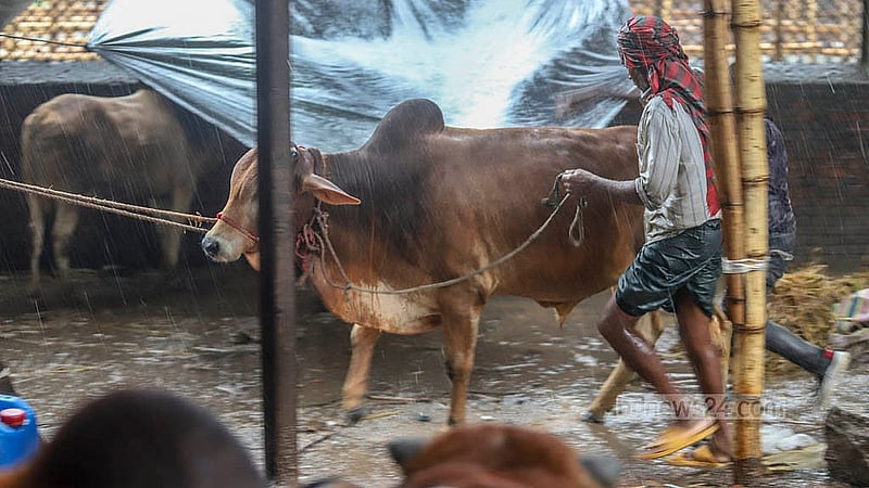 রাজধানীর শাহজাহানপুর হাটে বৃষ্টির মধ্যে গরুকে নিরাপদ জায়গায় সরিয়ে নেন এক ব্যবসায়ী