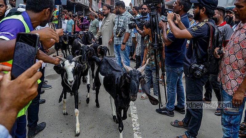 ঢাকার মোহাম্মদপুরে বৃহস্পতিবার রামচন্দ্রপুর খালের উপর সাদিক অ্যাগ্রোর অবৈধ অংশ উচ্ছেদের সময় খামার থেকে বের করে আনা হচ্ছে ছাগল ও ভেড়া