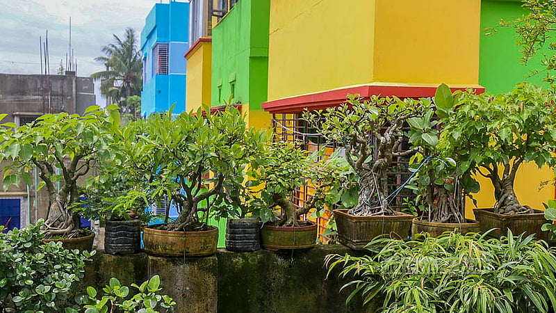 কুমিল্লার শুভপুরে হাসান ফিরোজের বাড়ির ছাদ যেন বনসাই রাজ্য। সেখানে প্রায় ৩০০টি বনসাই রয়েছে