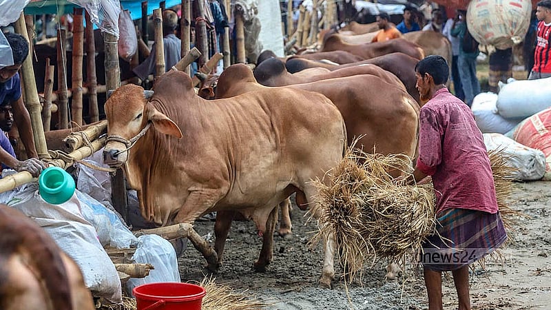 রাজধানীর তেজগাঁও কোরবানির পশুর হাটে বিভিন্ন জেলা থেকে কোরবানির পশু নিয়ে এসেছেন ব্যাপারীরা