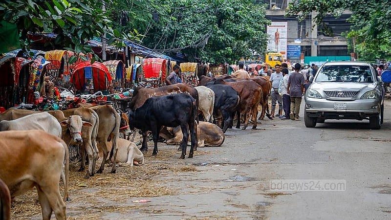 ঢাকার তেজগাঁও শিল্প এলাকার লাভ রোডে যানবাহন চলছে, সেই সড়কেই বেচাবিক্র চলছে কোরবানির পশু