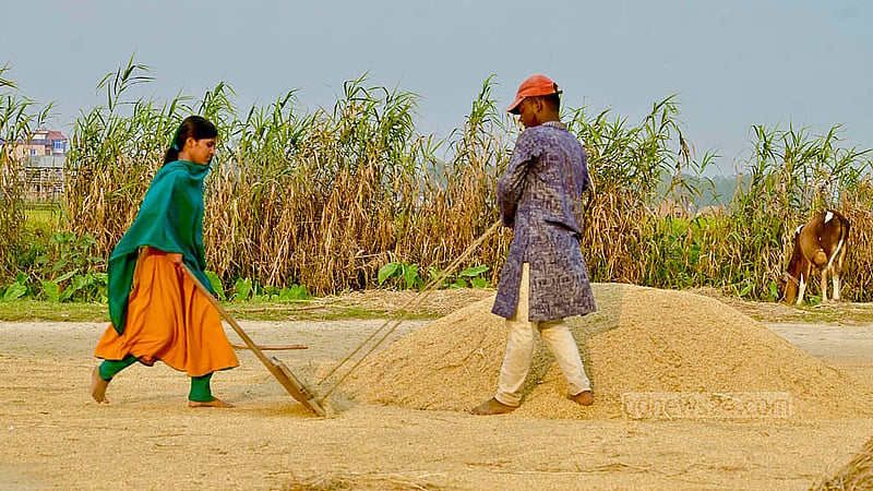 কিশোরগঞ্জের হূমাইপুর ও বাজিতপুরে জলসাই হাওরের পাশেই ধান মাড়াই ও শুকানোর কাজে ব্যস্ত কৃষকরা