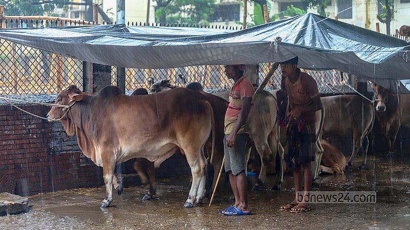 বৃষ্টি থেকে রেহাই পেতে পলিথিনের ছাউনি বানিয়ে তার নিচে রাখা হয়েছে গরু। রাজধানীর শাহজাহানপুর হাট থেকে তোলা