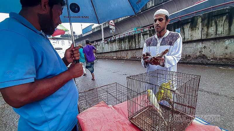 রাজধানীর কাপ্তানবাজারের হাটে কবুতর দেখছেন এক ক্রেতা