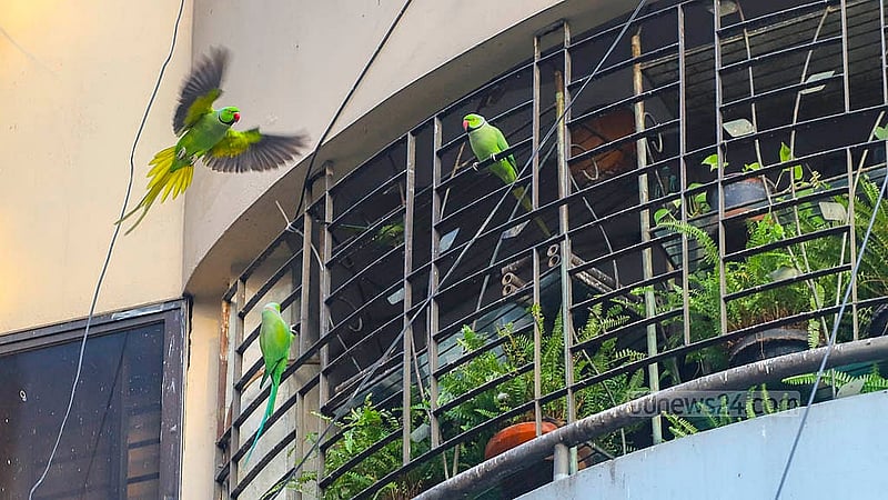 ঢাকার গুলশান-১ এর একটি বহুতল ভবনের বারান্দায় সকাল-বিকাল উড়ে আসে বিভিন্ন পাখি। গাছপালা ঘেরা পরিবেশে পাখিদের খাবার ও থাকার ব্যবস্থা করা হয়েছে বারান্দাটিতে