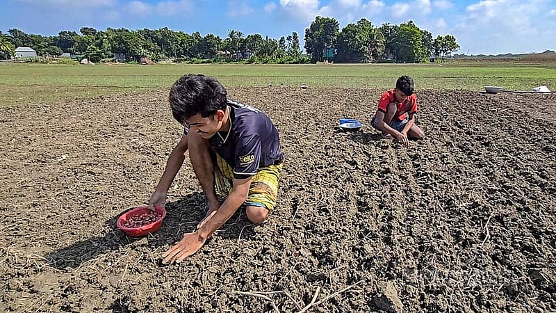 শীতকালীন ফসল হিসেবে ফরিদপুরের চরমাধবদিয়া এলাকার অনেক জমিতে মুড়িকাটা পেঁয়াজ রোপণ শুরু করেছেন কৃষকরা