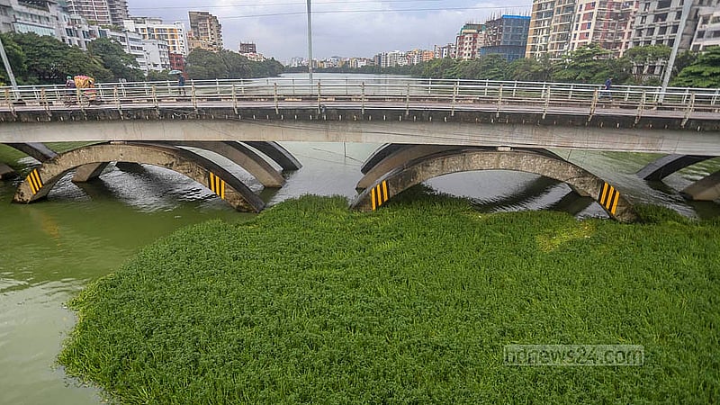 রাজধানীর পুলিশ প্লাজা সংলগ্ন হাতিরঝিলের বাড্ডা সংযোগ সেতুর নিচে দুই দিকে চলে ওয়াটার ট্যাক্সি। কিন্তু সেখানে আগাছা বেড়ে ওঠায় নৌযানগুলোর স্বাভাবিক চলাচল ব্যাহত হচ্ছে