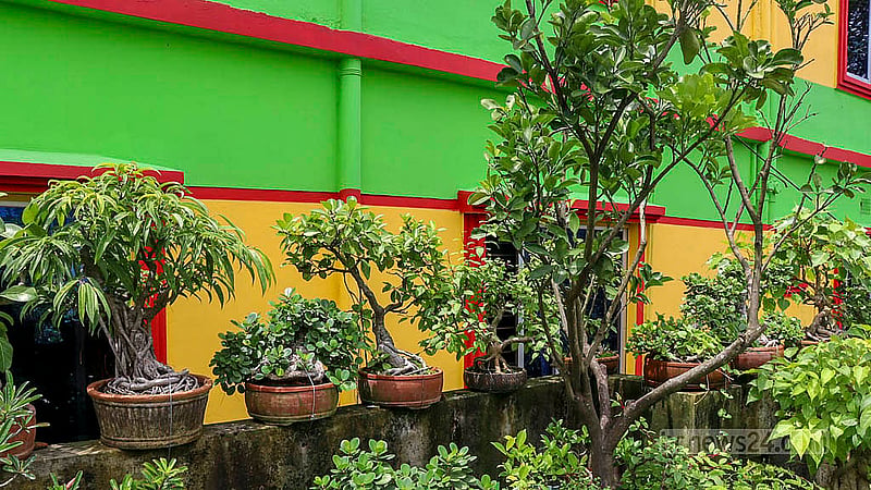 কুমিল্লার শুভপুরে হাসান ফিরোজের বাড়ির ছাদ যেন বনসাই রাজ্য। সেখানে প্রায় ৩০০টি বনসাই রয়েছে