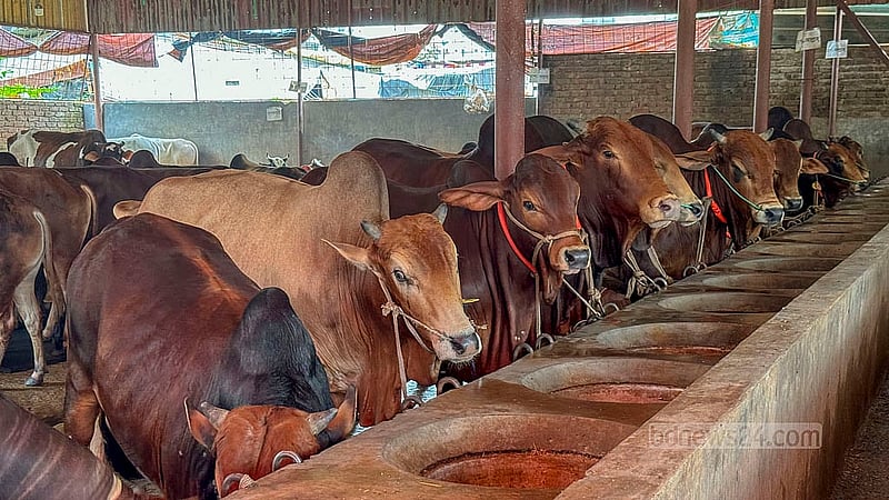 ঢাকার বছিলা এলাকার একটি খামারে বিক্রির জন্য রাখা বিভিন্ন জাতের গরু