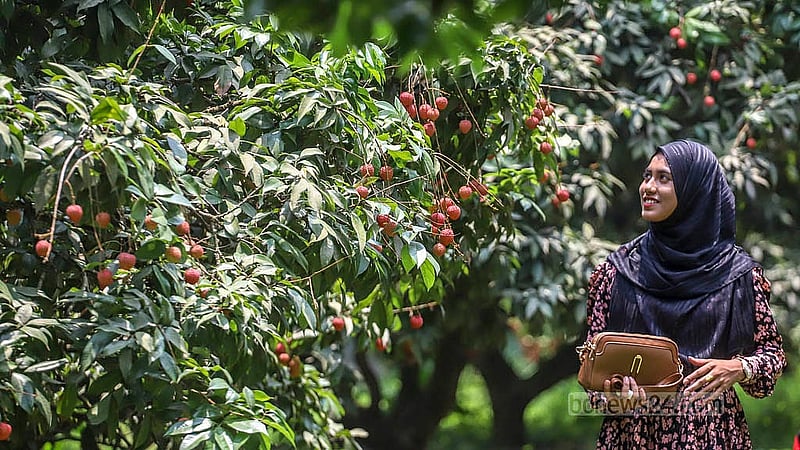 নারায়ণগঞ্জের সোনারগাঁওয়ে ঘুরতে আসা দর্শনার্থীরা ছুবি তুলছেন লিচু বাগানে