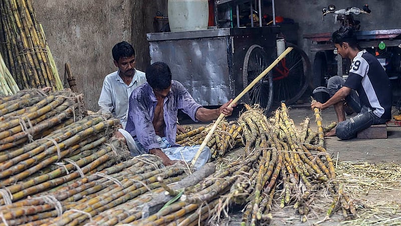 পুরান ঢাকার ফরাশগঞ্জের আড়ৎ থেকে আখ কিনে কেটে পরিষ্কার করছেন রস বিক্রেতারা