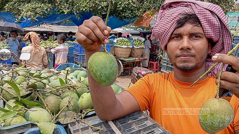 দেশের সবচেয়ে বড় পাইকারি আমের বাজার চাঁপাইনবাবগঞ্জের কানসাটে বিক্রির জন্য বিভিন্ন জাতের আম নিয়ে এসেছেন চাষীরা