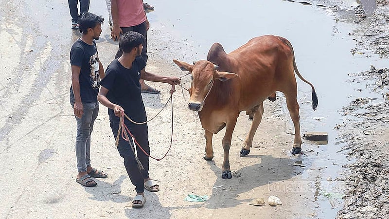 যাত্রাবাড়ীর শনিরআখড়ায় কোরবানির পশুর হাট থেকে গরু কিনে নিয়ে যাচ্ছেন একজন